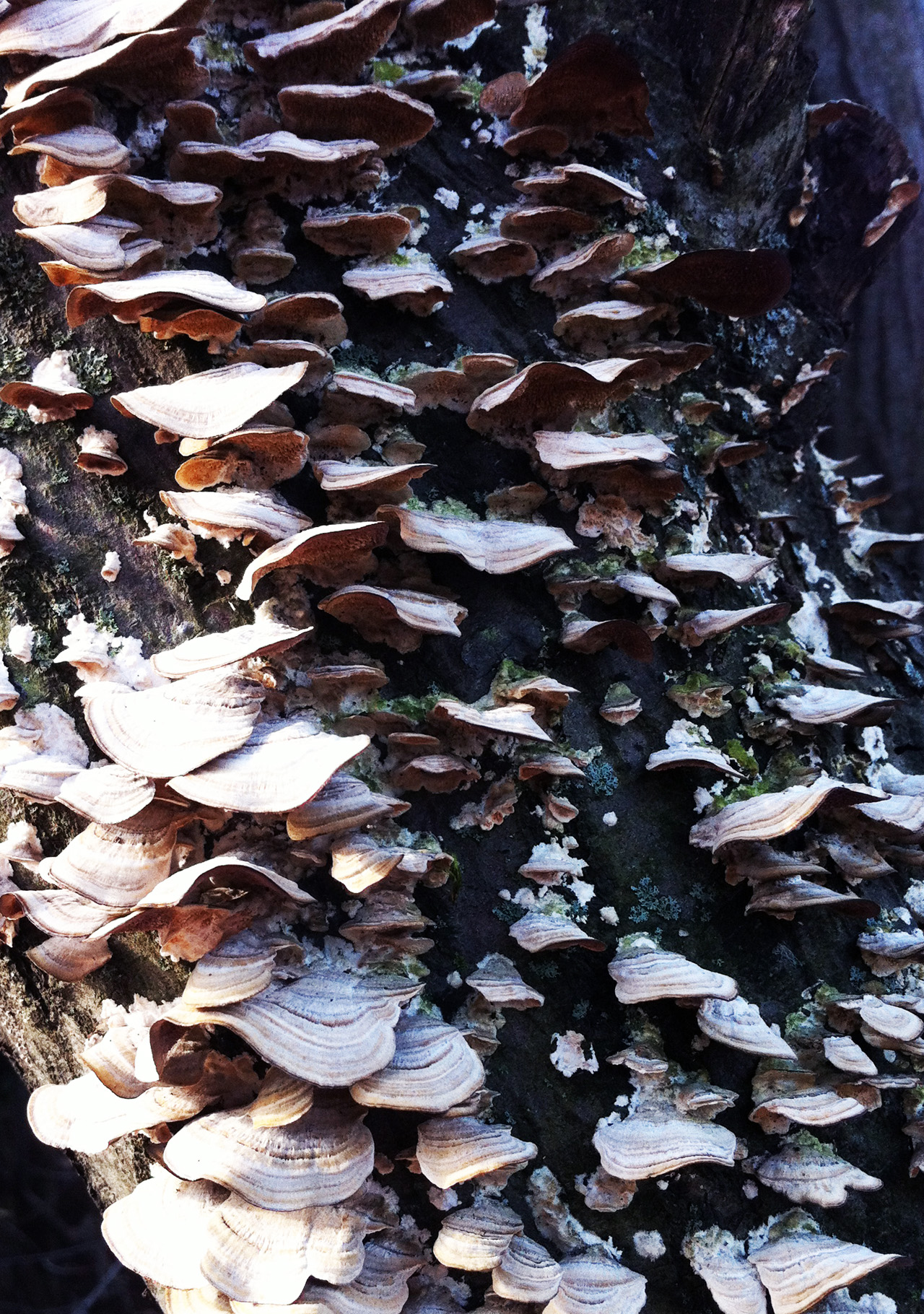 fungi