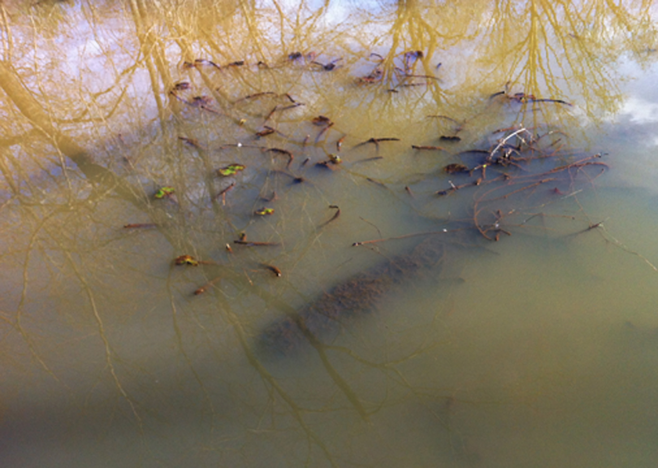 Pond