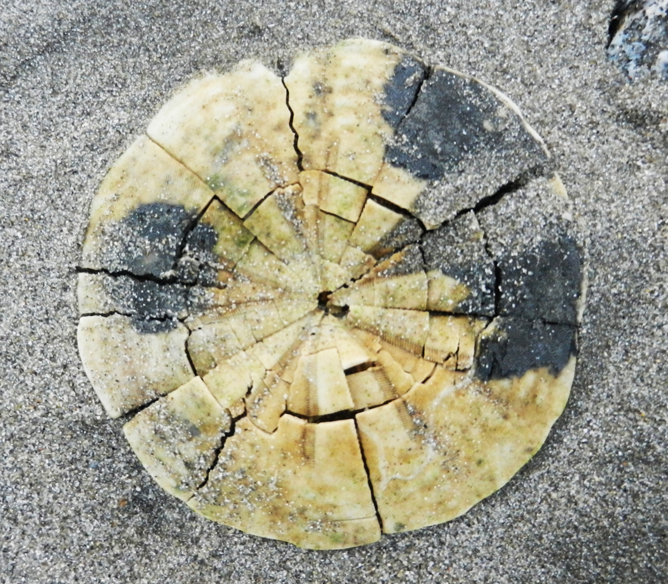 sanddollar