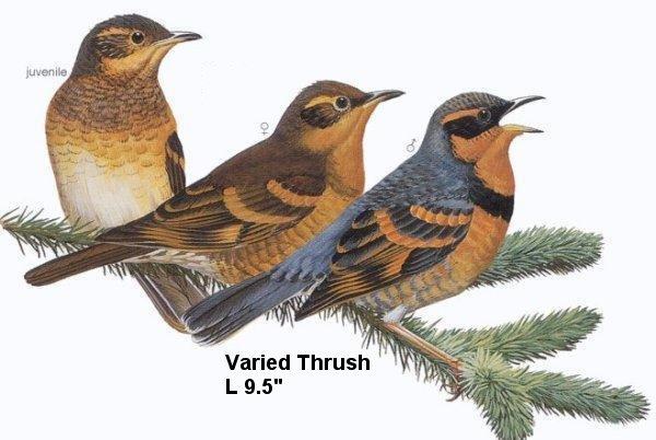 birds-Thrush-Varied